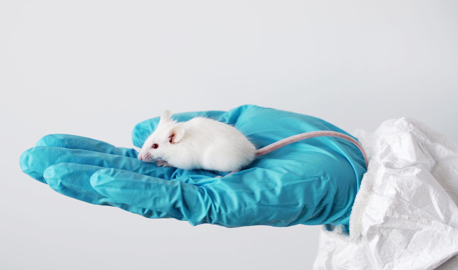 Maryland Set to Become Fifth State to Ban Cosmetic Animal Testing