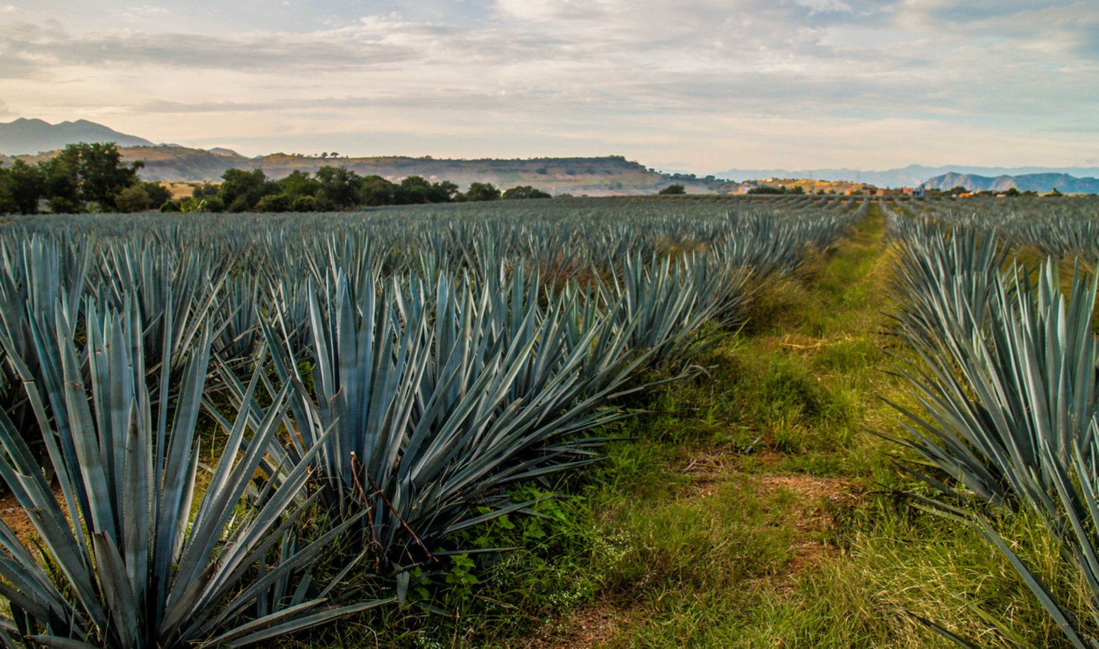 What Is Blue Agave? And How Do You Use It? (Plus, Vegan Recipe Ideas!)&nbsp;