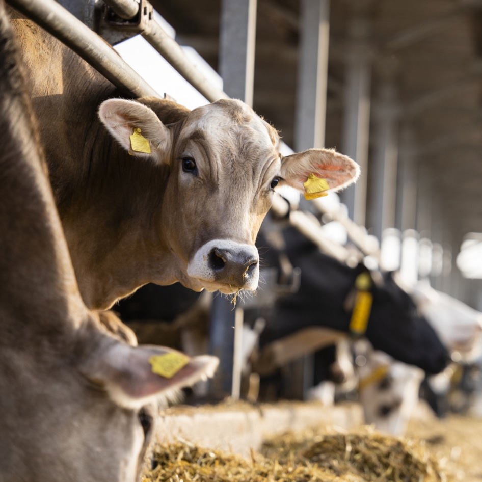 Uh-Oh, the World’s Biggest Climate Conference Just Became a Platform for Big Meat and Dairy