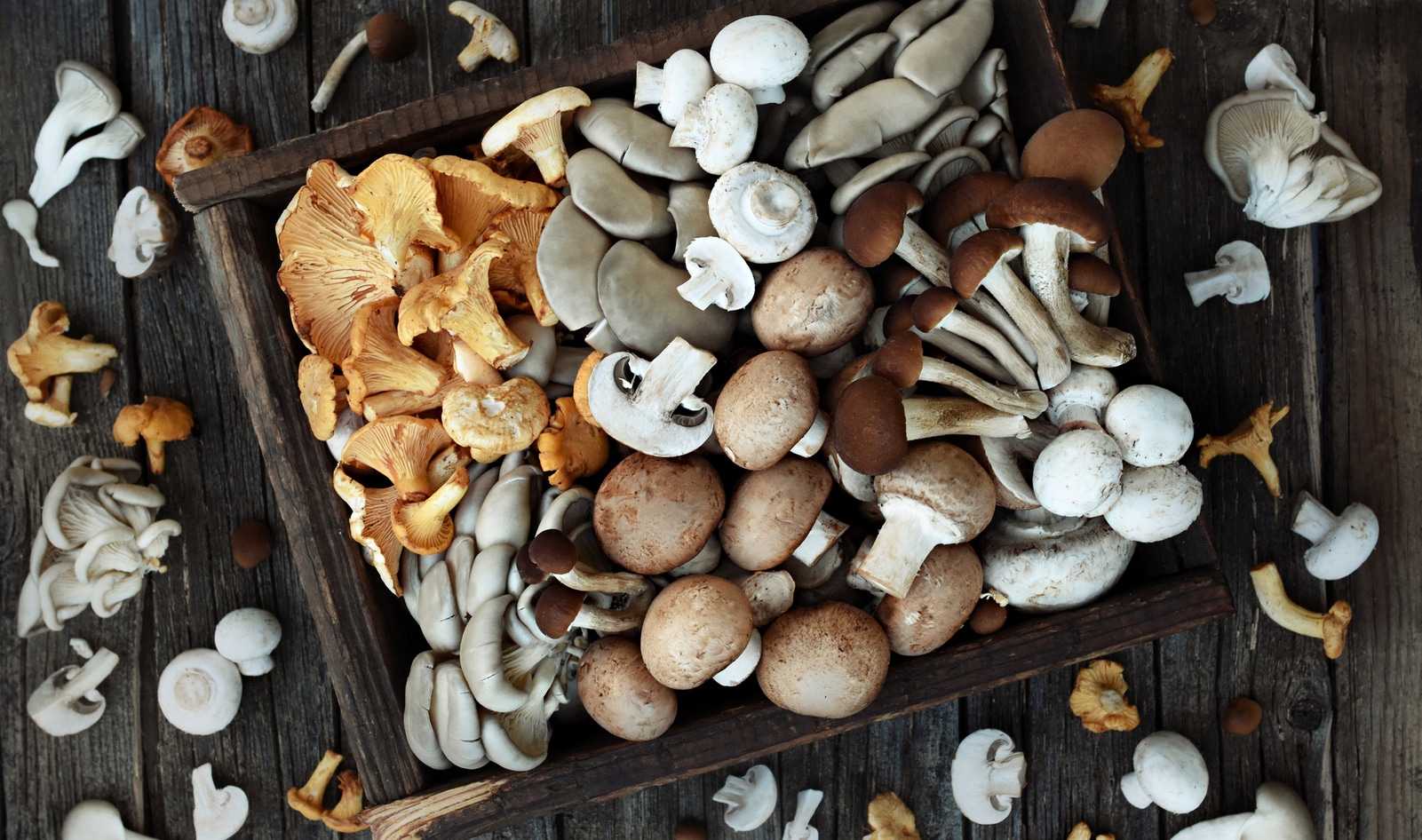 Four Functional Mushrooms That Might Fight Cancer and Boost Your Brain Health
