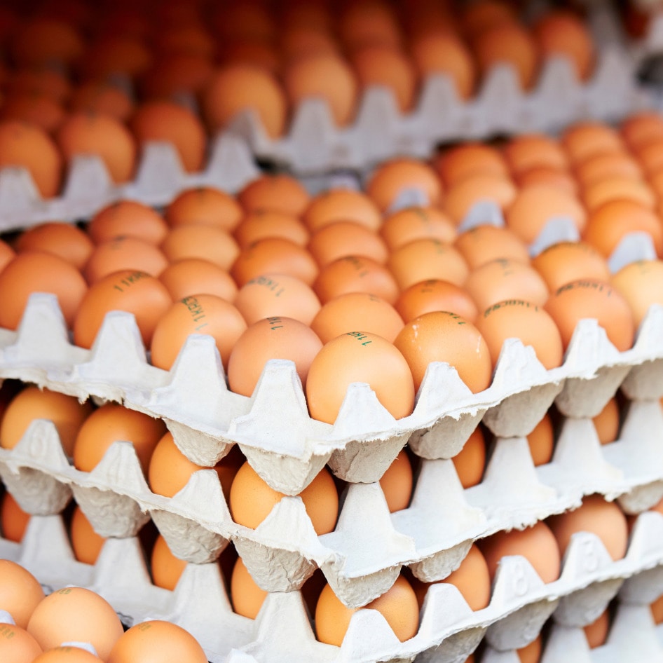 Egg Industry in Transition? 3.3 Million Hens Now Cage-Free