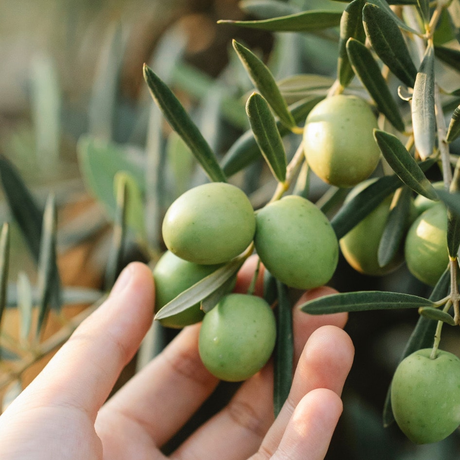 No, Cavemen Didn’t Only Eat Meat Says New Evidence