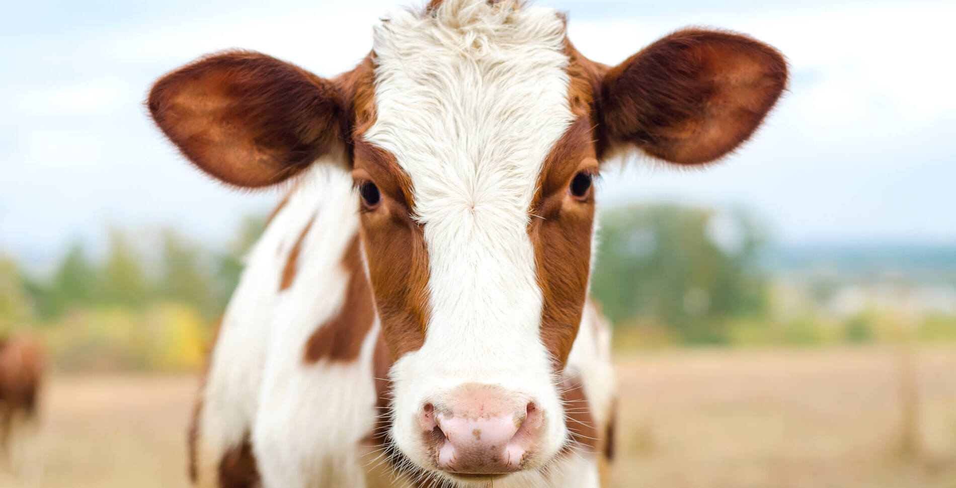 The Truth About Animals and Pain: What Do They Feel?