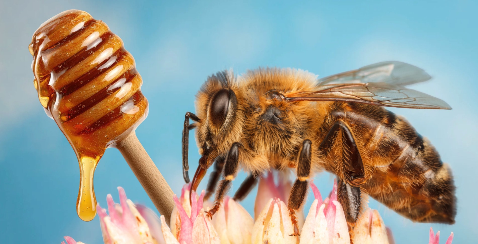 Vegan Mānuka Honey, With All the Benefits, May Be on Its Way to Shelves
